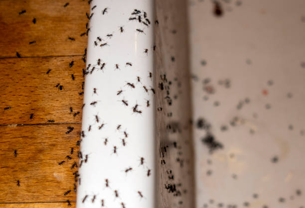 Pest Control Cost in Nipomo, CA