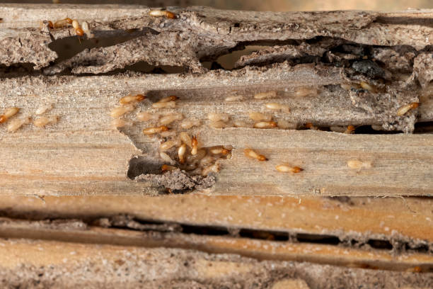 Best Emergency Pest Control  in Nipomo, CA